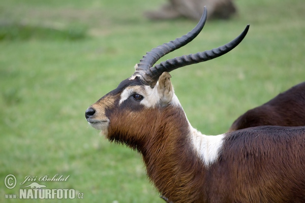 Nile Lechwe (Kobus megaceros)