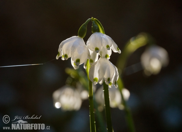 Nivéole de printemps