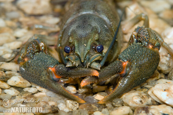 Noble Crayfish (Astacus astacus)