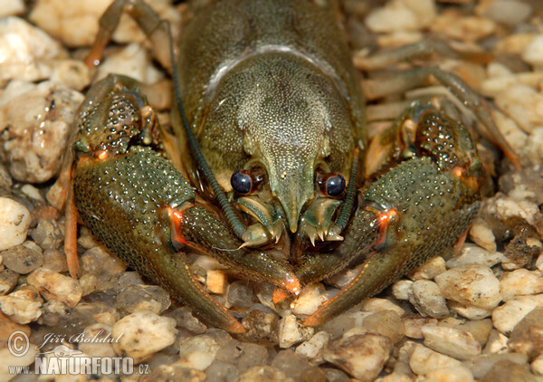 Noble Crayfish (Astacus astacus)