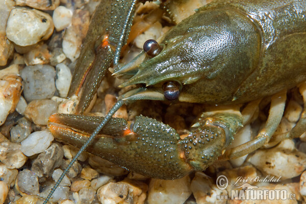 Noble Crayfish (Astacus astacus)