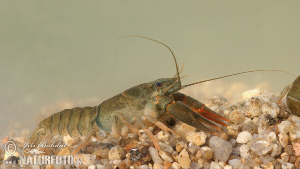 Noble Crayfish (Astacus astacus)