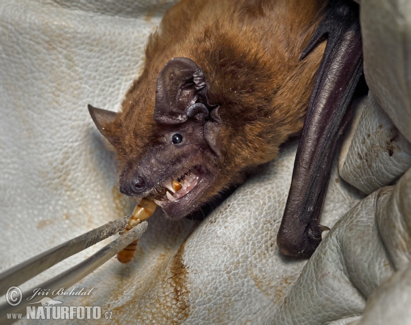 Noctule (Nyctalus noctula)