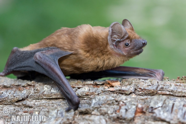 Noctule (Nyctalus noctula)