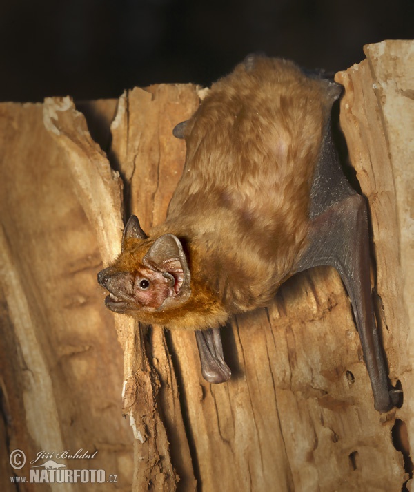 Noctule commune