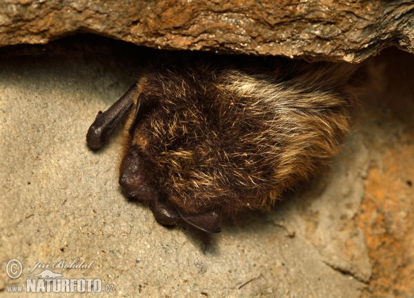 Northern Bat (Eptesicus nilssoni)