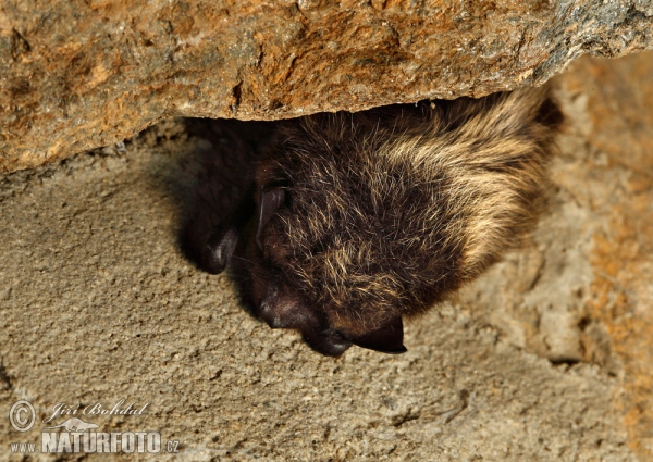 Northern Bat (Eptesicus nilssoni)