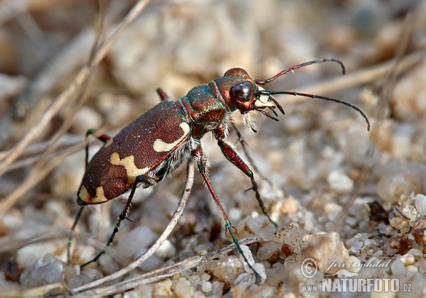 Northern Dune Tiger Beetle (Cicindela hybrida)