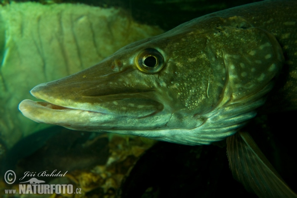 Northern Pike (Esox lucius)