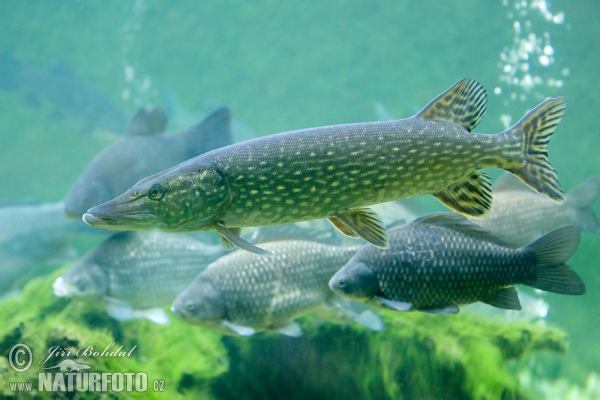 Northern Pike (Esox lucius)