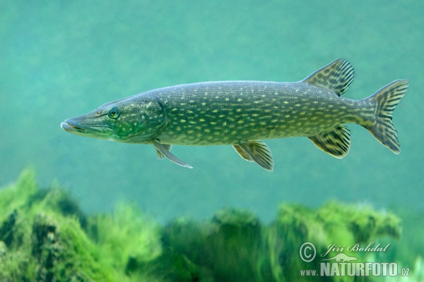 Northern Pike (Esox lucius)