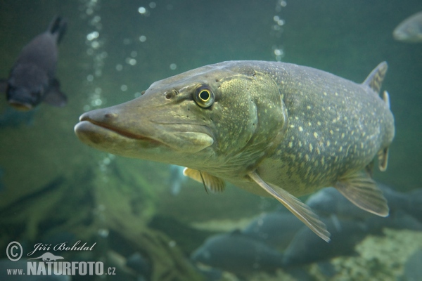 Northern Pike (Esox lucius)