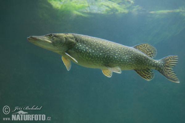 Northern Pike (Esox lucius)