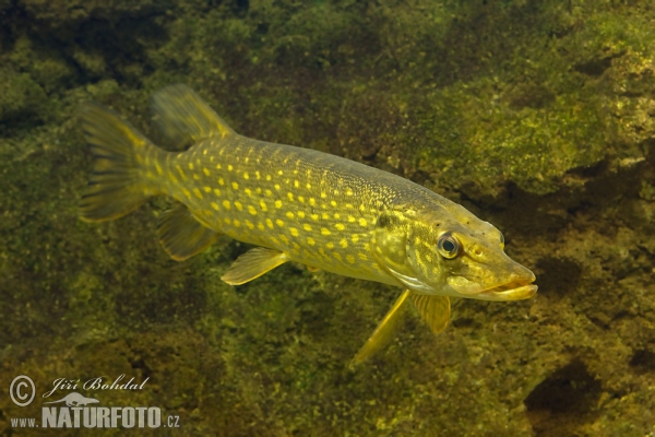 Northern Pike (Esox lucius)