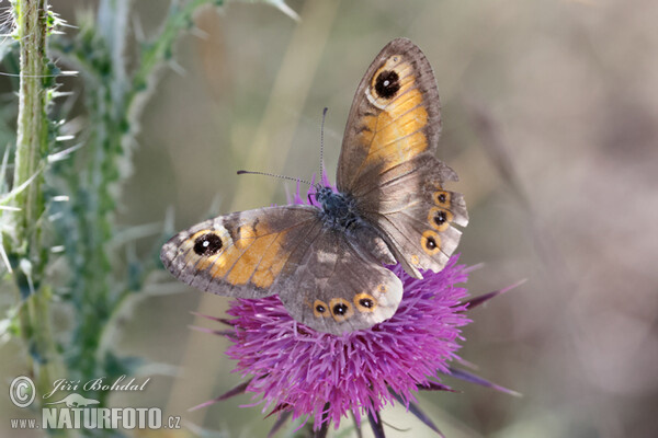 Northern Wall Brown (Lasiommata petropolitana)