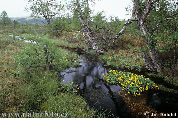 Norvège