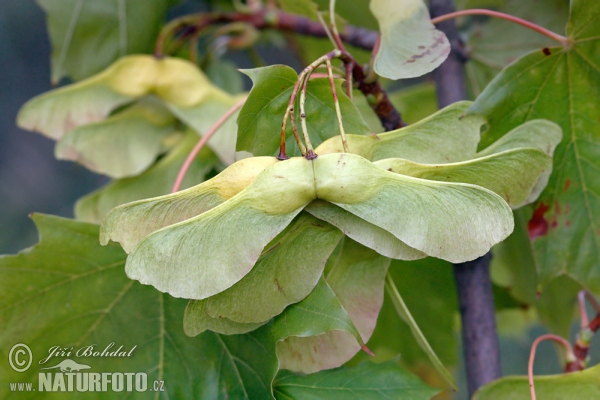 Norway Maple (Acer platanoides)