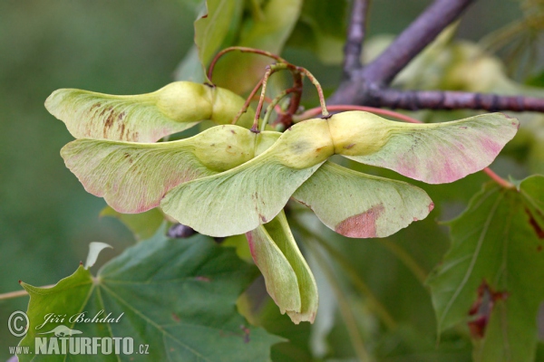 Norway Maple (Acer platanoides)