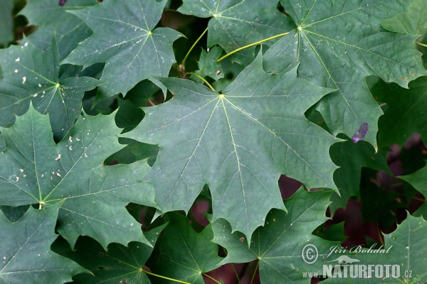 Norway Maple (Acer platanoides)