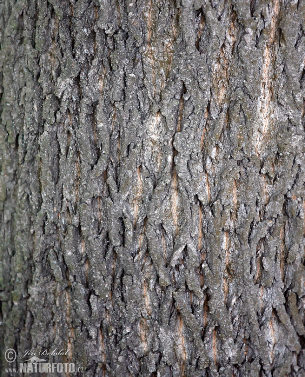 Norway Maple (Acer platanoides)