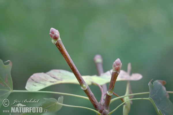 Norway Maple (Acer platanoides)