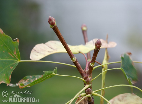 Norway Maple (Acer platanoides)