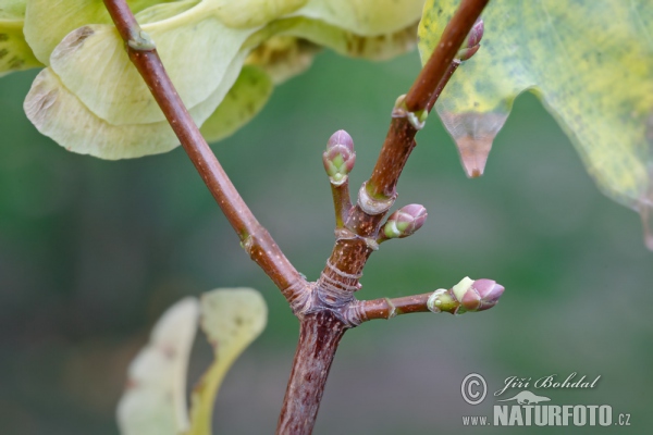 Norway Maple (Acer platanoides)