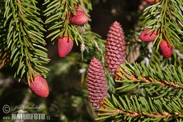 Norway Spruce (Picea abies)