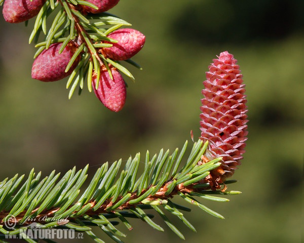 Norway Spruce (Picea abies)