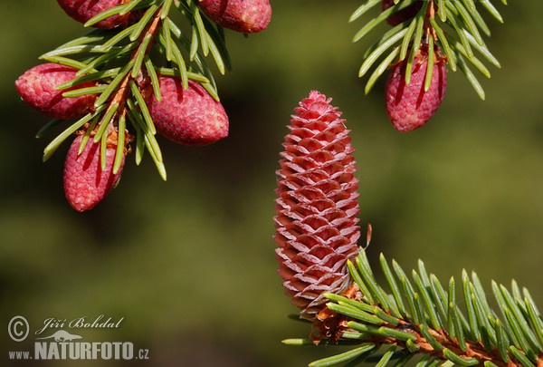 Norway Spruce (Picea abies)