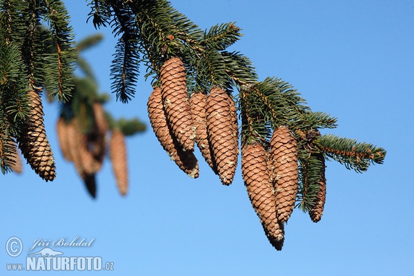 Norway Spruce (Picea abies)