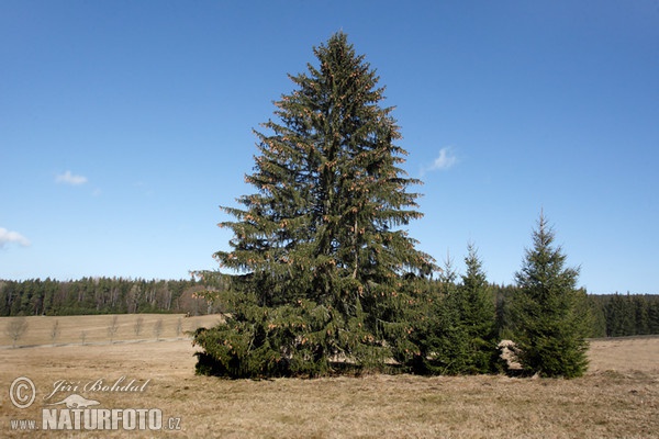 Norway Spruce (Picea abies)