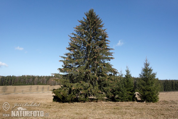 Norway Spruce (Picea abies)