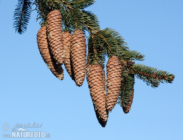 Norway Spruce (Picea abies)