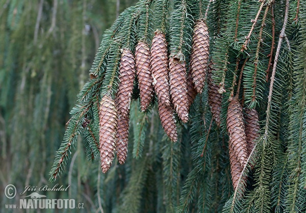 Norway Spruce (Picea abies)