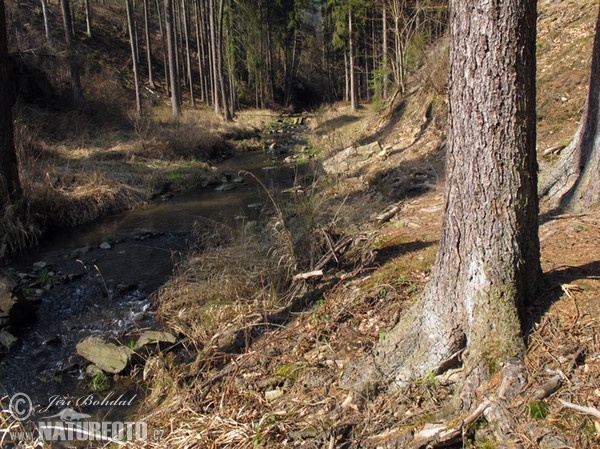 Norway Spruce (Picea abies)