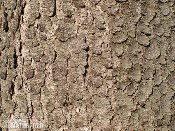 Norway Spruce (Picea abies)