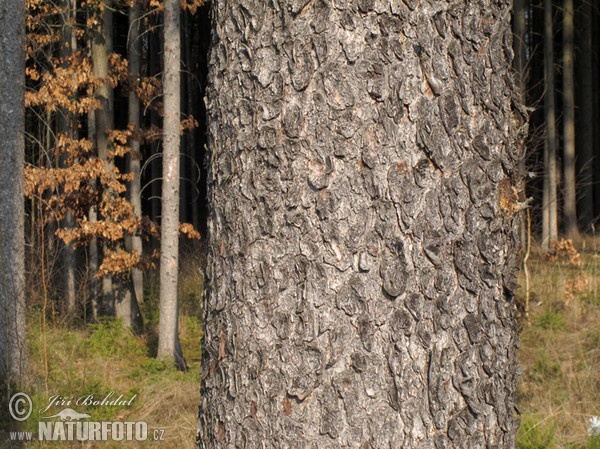 Norway Spruce (Picea abies)