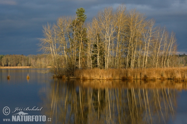 Novy Vdovec Pond (Tre)