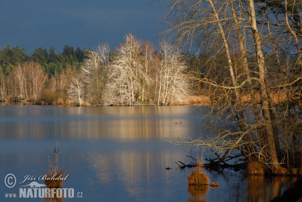 Novy Vdovec Pond (Tre)