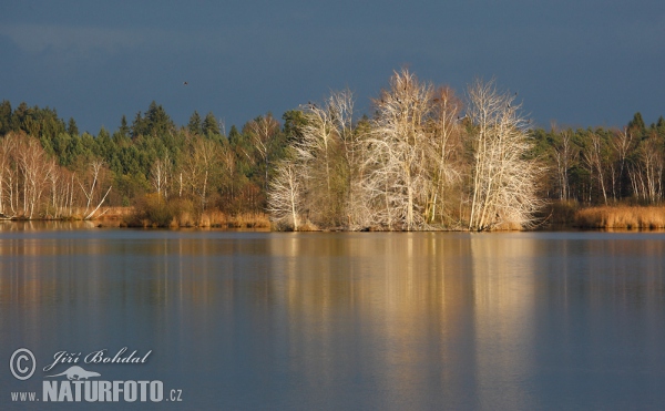 Novy Vdovec Pond (Tre)