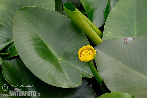Nuphar lutea
