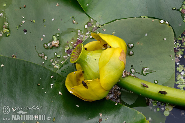 Nuphar lutea