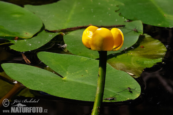 Nuphar x spenneriana