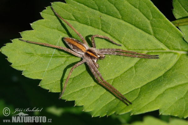 Nursery Web Spiders (Pisaura mirabilis)