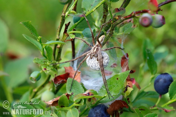 Nursery Web Spiders (Pisaura mirabilis)