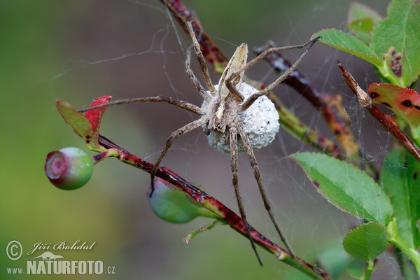 Nursery Web Spiders (Pisaura mirabilis)