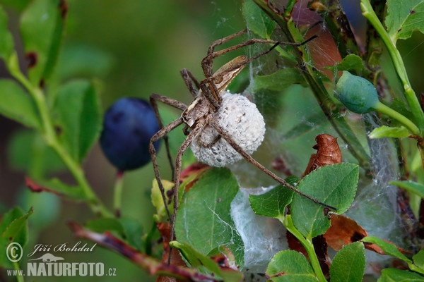 Nursery Web Spiders (Pisaura mirabilis)