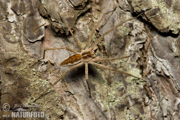 Nursery Web Spiders (Pisaura mirabilis)