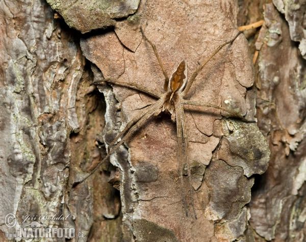 Nursery Web Spiders (Pisaura mirabilis)